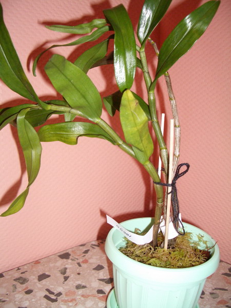 10070. Тайвань