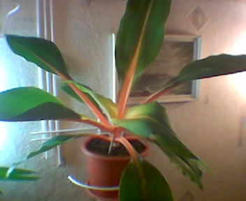 Хлорофитум!. Цветы