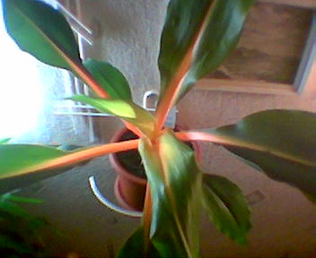 Он же. Цветы