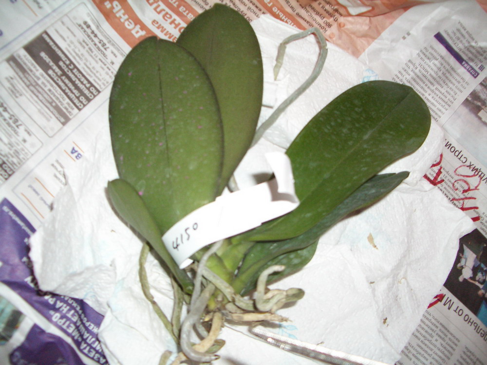 P. Ever Spring Light 'ORCHIS'. Тайвань