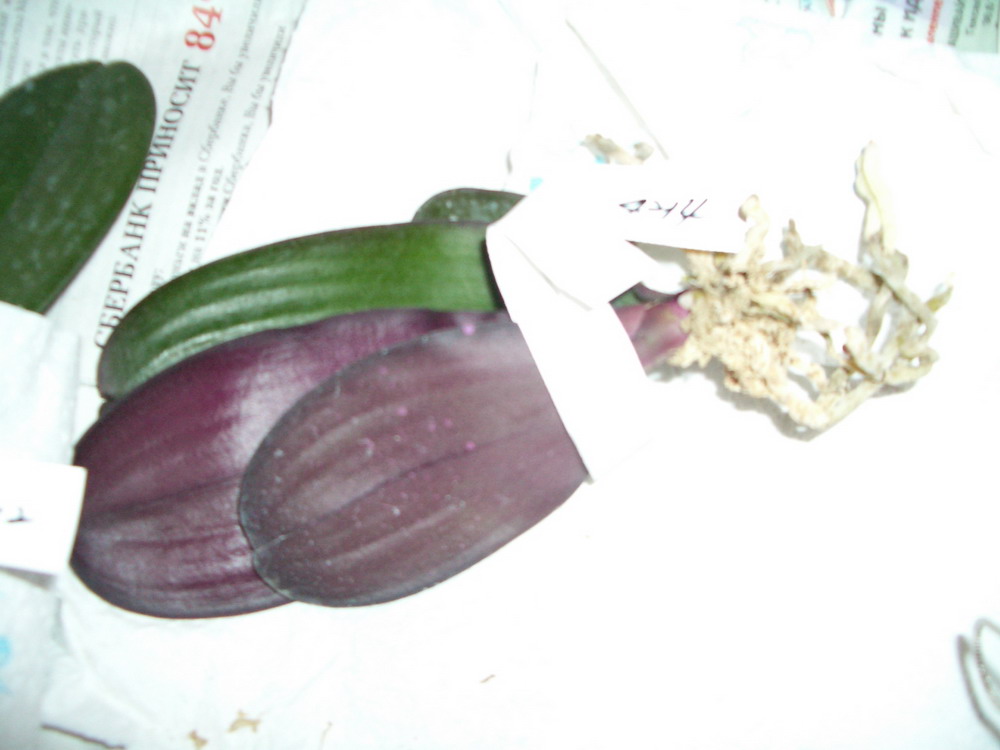 P. Ho's Black Cherub 'Orchis-01' . Тайвань