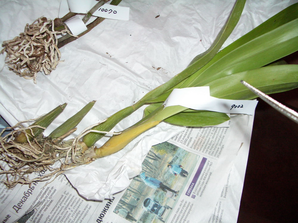 Brassia. (Verrucosa-Rex) 'ORCHIS'. Тайвань