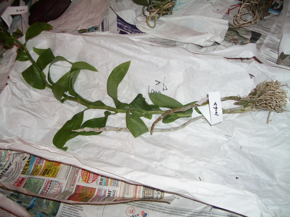 Den. Nestor. Тайвань