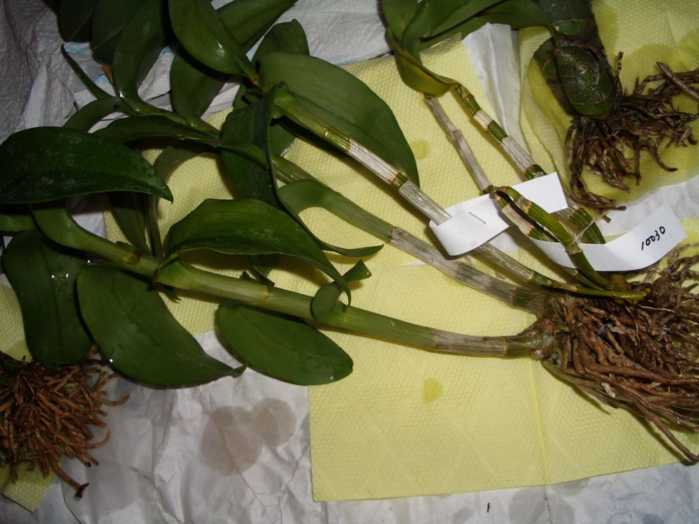 Den. Blue Violetta. Тайвань