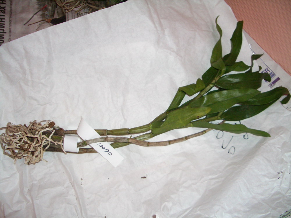 Den. Dawn Maree 'ORCHIS'. Тайвань