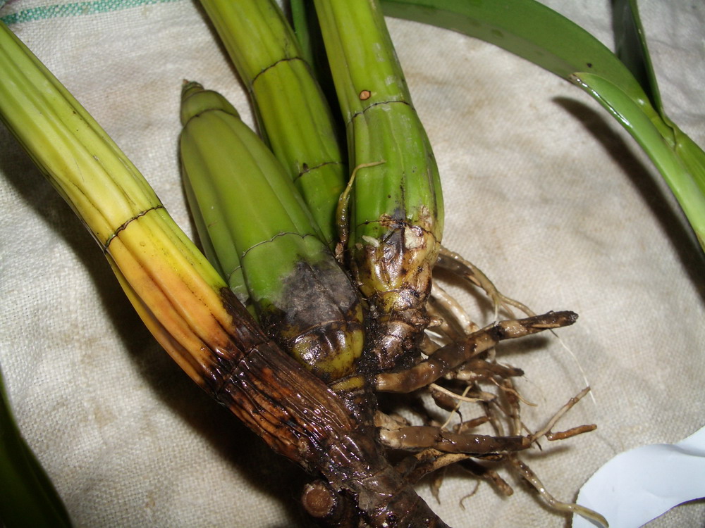 Schomburgkia. Thomsoniana. Тайвань