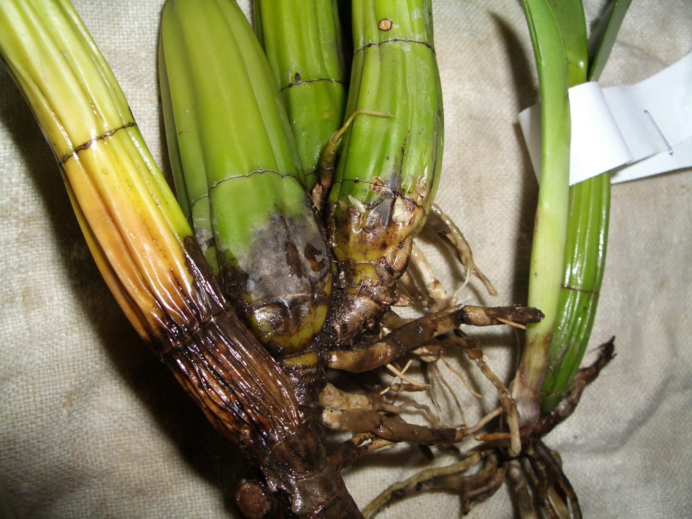 Schomburgkia. Thomsoniana. Тайвань