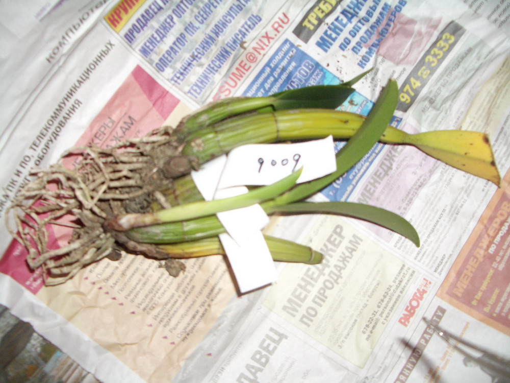 Schomburgkia. Thomsoniana. Тайвань