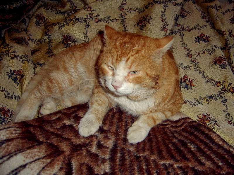 Только проснулся!. Мой кот 