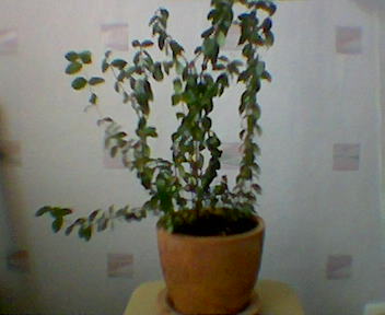 Мирт. Цветы