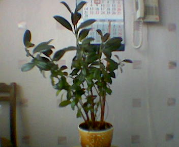 Фикус. Цветы