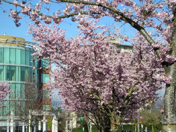 Весна (без пароля)