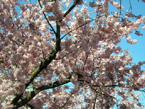 Весна (без пароля)