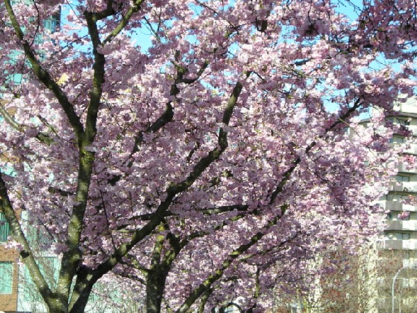 Весна (без пароля)