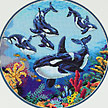 35047 circle of whales. DIMENSIONS 35000-39000