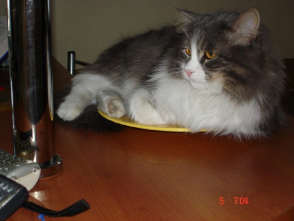 Степа на блюде. Питомцы