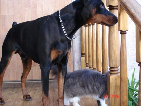 Сладкая парочка в зимнем саду. Питомцы