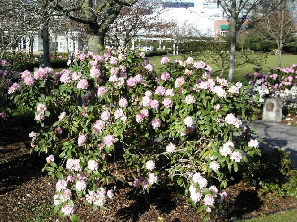 Весна (без пароля)