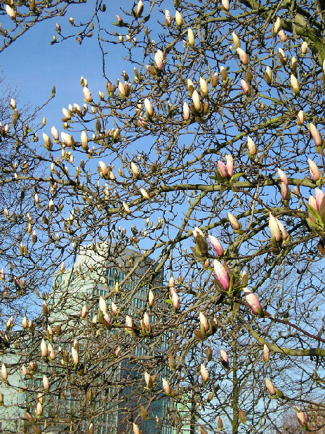 Весна (без пароля)