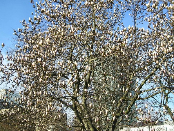 Весна (без пароля)