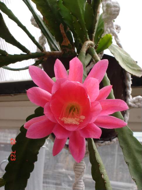 Эпифиллюм зацвел. Фотки с удаленных рег