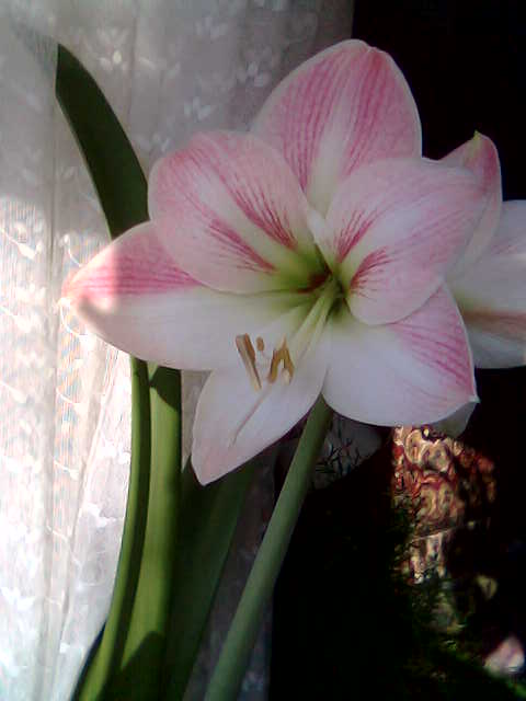 гиппеаструмы