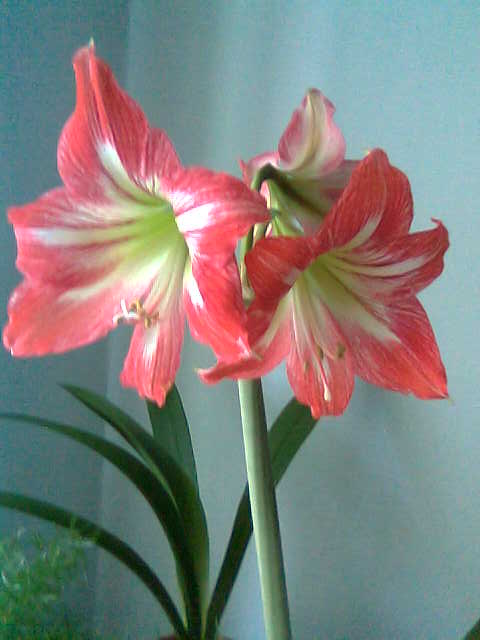 просто оранжевый :). гиппеаструмы