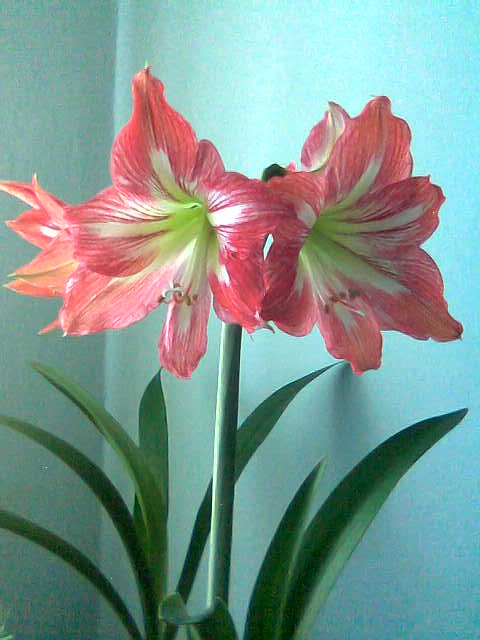 гиппеаструмы