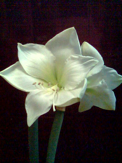 Mont Blanc. гиппеаструмы