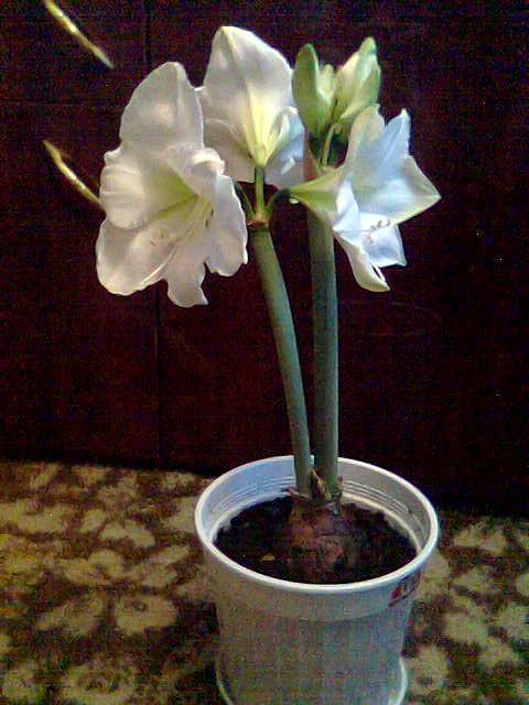 Mont Blanc. гиппеаструмы