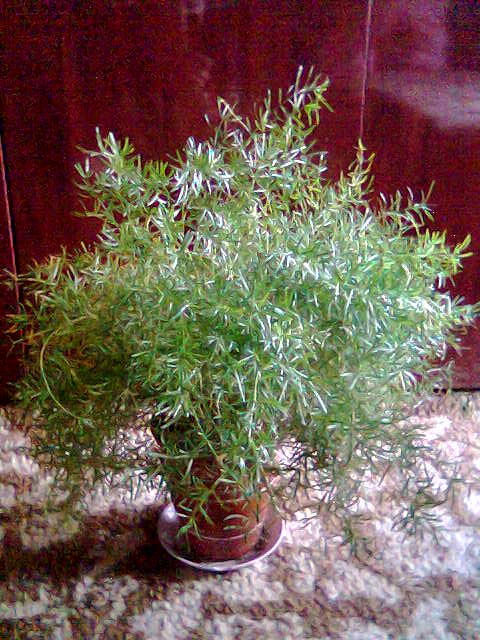 аспарагус. Комнатные растения