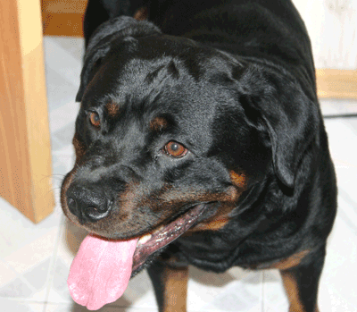 Моя собака. Юстас