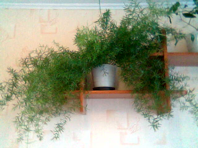 аспарагус №2. Комнатные растения