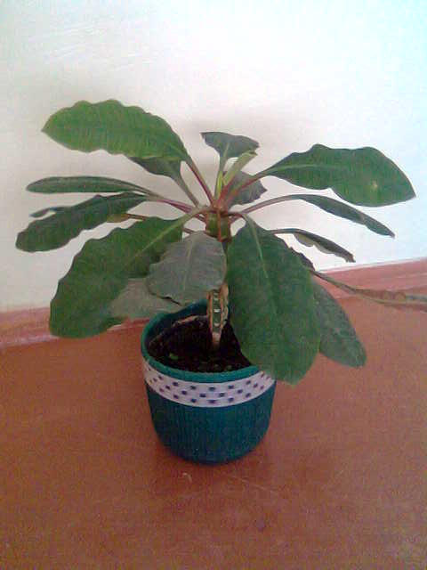 молочай. Комнатные растения