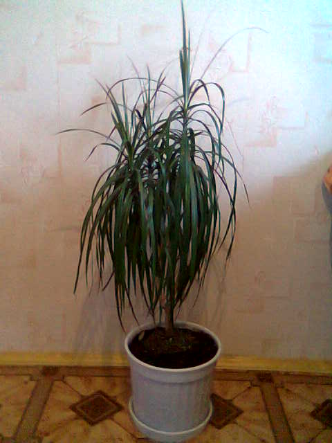 драцена. Комнатные растения