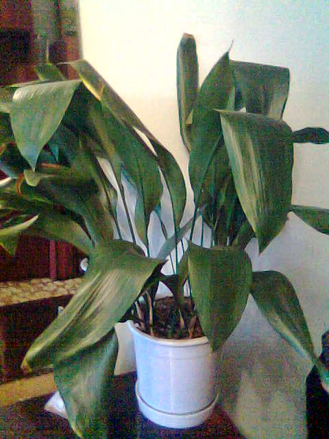 Аспидистра. Комнатные растения