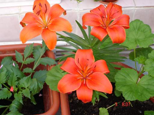 Лилия горшечная азиат. Фотки с удаленных рег