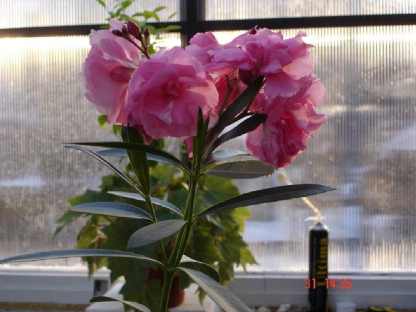 Олеандр . Фотки с удаленных рег