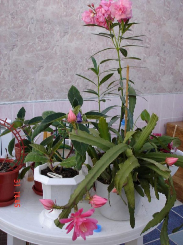 Эпифиллюм и олеандр. Фотки с удаленных рег