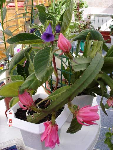 Фотки с удаленных рег