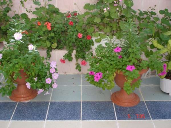 Петунии . Фотки с удаленных рег