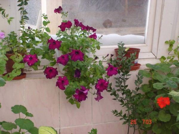 Петунии. Фотки с удаленных рег