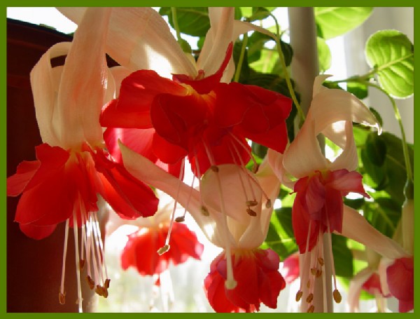 Белла Розелла. Мои фуксии