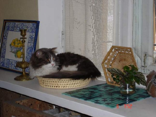 Степа на окне. Питомцы