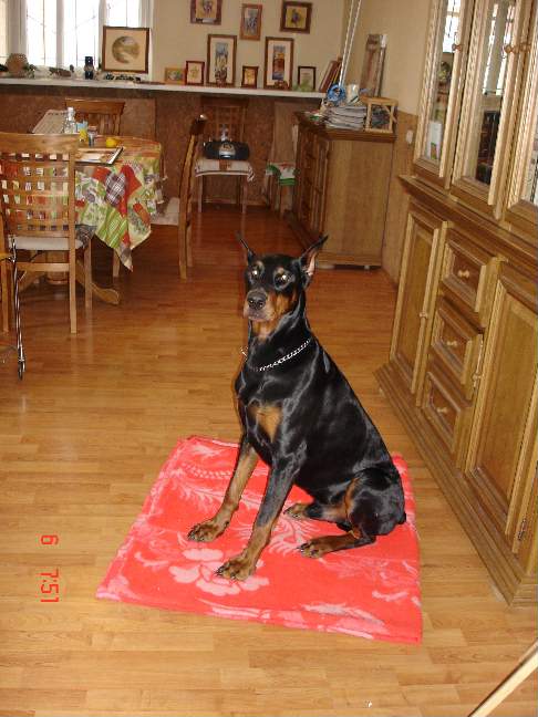 Фрэнк. Питомцы