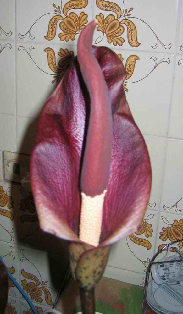 Мой первый цветок. 