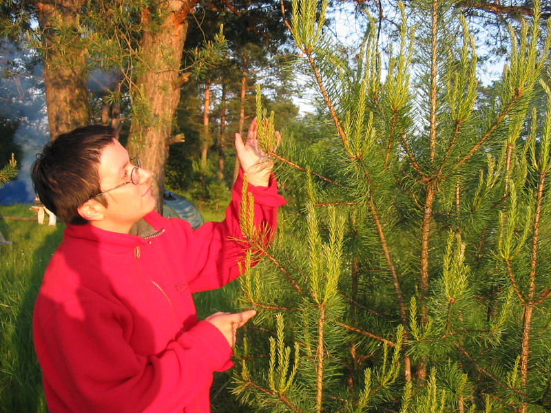 сосенки. Киржач