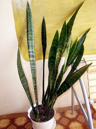 Сансевиерия. Комнатные растения