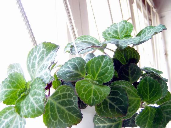 Плектрантус Эртендаля. Комнатные растения