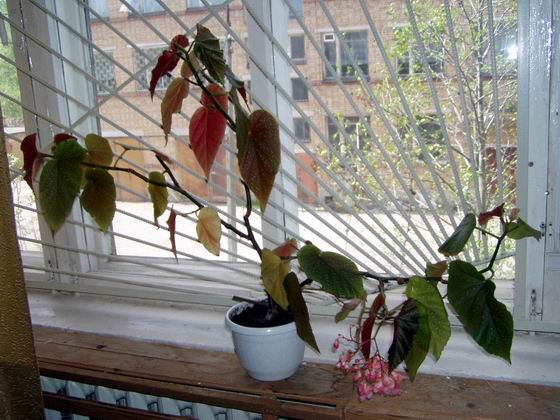 Комнатные растения